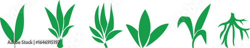 Bamboo Sugarcane icon set. Design elements for social network and application. on transparent background.Sugarcane stalks vector illustration of fresh sugarcane plants for agriculture.