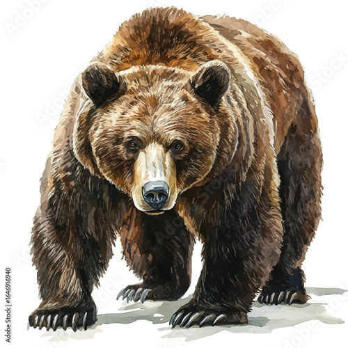 Brown Bear, watercolor vector, isolated on a white background.