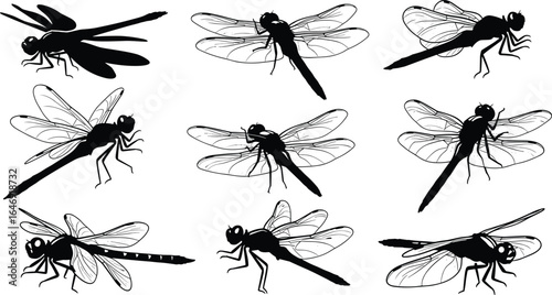 Set of nine dragonfly silhouettes, insect vector illustration, black and white design, nature graphic, entomology study, detailed wings, flying, decor
