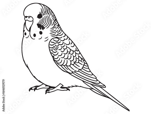 BUDGIE BIRD SILHOUETTE 