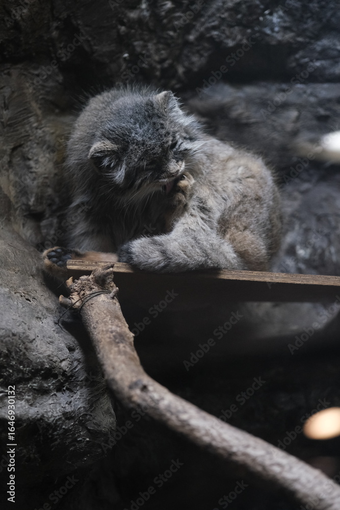 Obraz premium Pallas’s Cat Grooming on a Thick Tree Branch