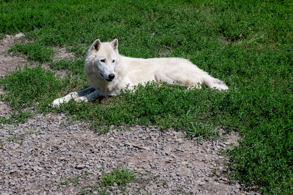 Obraz premium Arctic Wolf Resting on Green Meadow