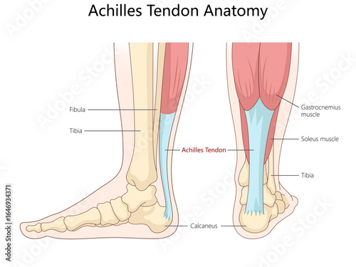 Achilles tendon, showing surrounding bones, muscles, anatomical structure from side and back views structure diagram hand drawn schematic vector illustration. Medical science educational illustration