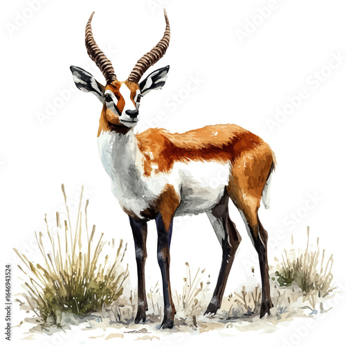 Antelope, watercolor painting vector, isolated on a white background.
