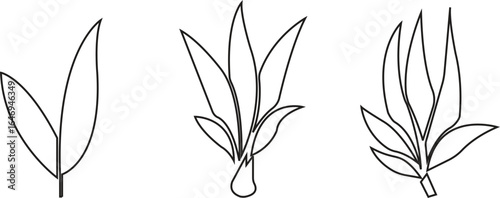 Bamboo Sugarcane line art icon set. Design elements for social network and application. on transparent background.Sugarcane stalks vector illustration of fresh sugarcane plants for agriculture.
