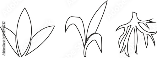Bamboo Sugarcane line art icon set. Design elements for social network and application. on transparent background.Sugarcane stalks vector illustration of fresh sugarcane plants for agriculture.