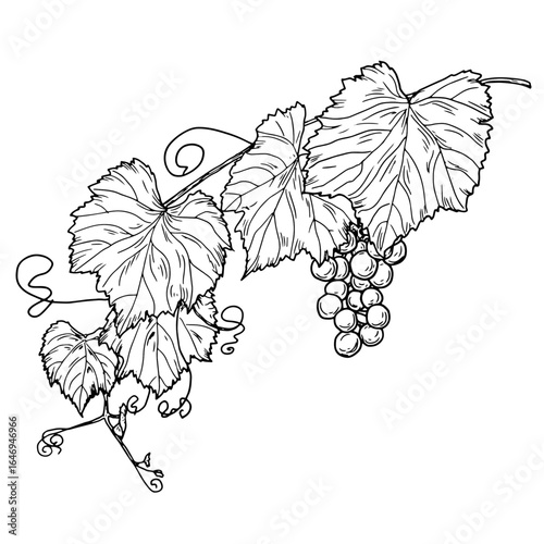 Vine branch with leaves and bunches of grapes, black and white sketch. Vector illustration. Garden fruits on a twig, isolated on a white background. The theme of gardening, summer, and autumn harvest