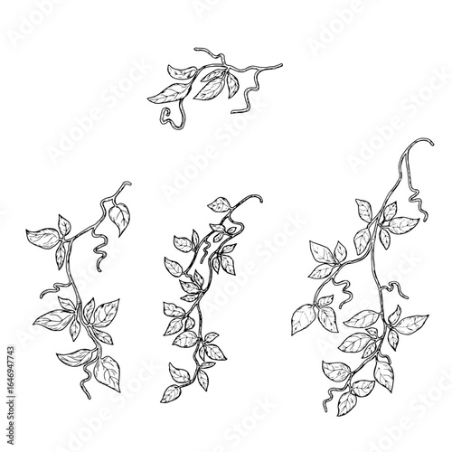 Graceful branches of a climbing plant with green leaves and tendrils, black and white sketch. Vector illustration. Ivy and evergreen climbing vine on a thin stem, isolated on a white background.
