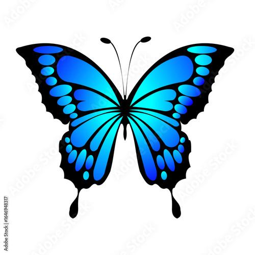 butterfly isolated on white background