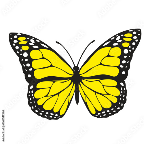 butterfly isolated on white