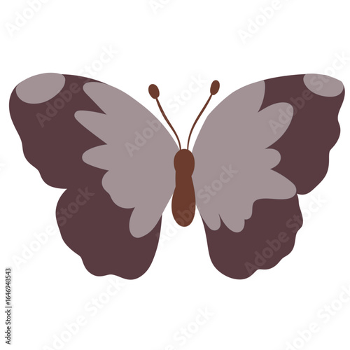 butterfly on white background