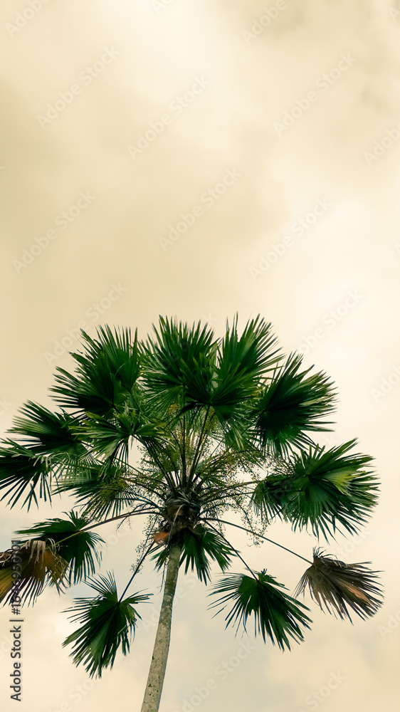 Fototapeta premium Close up palm tree reaching toward a cloudy sky, creating a dramatic silhouette and minimalistic nature scene with soft warm tones and intricate twig patterns.