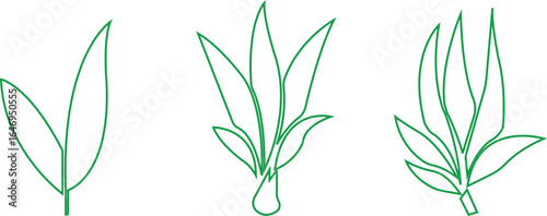 Bamboo Sugarcane line art icon set. Design elements for social network and application. on transparent background.Sugarcane stalks vector illustration of fresh sugarcane plants for agriculture.