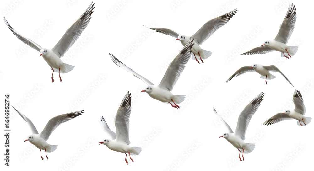 Obraz premium Multiple white gulls in dynamic flight, pristine plumage, subtle black/grey markings, reddish-orange accents, sharp focus against a transparent studio background with negative space. Concept of