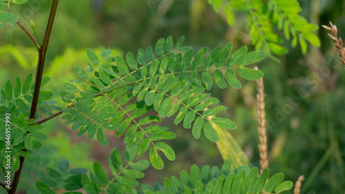Closeup Green Leaves On Branch In Nature