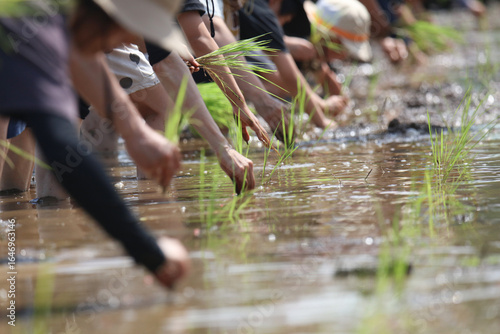 田植えをする様子