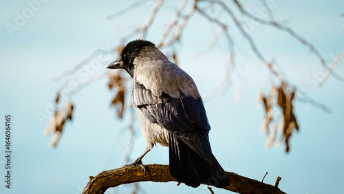 Bird on a tree branch, crow
