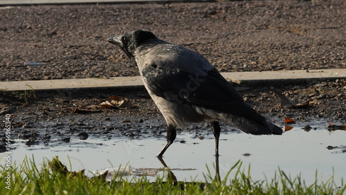Crow drinking water, close-up photo of crow