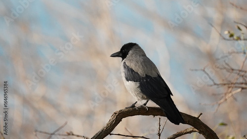 Bird on a tree branch, crow