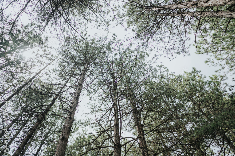 Fototapeta premium An upward view of green pine trees forms a calming forest canopy against the sky. The serene environment inspires tranquility and showcases the natural beauty of these majestic coniferous trees.