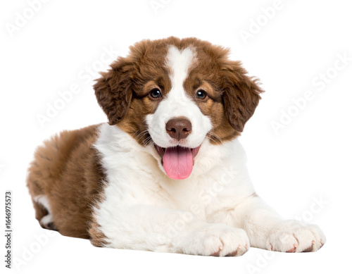 Fluffy Brown and White Puppy Lying on Belly, Tongue Out, Relaxed Expression, Isolated on Transparent Background