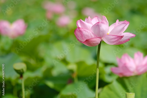Single Pink Lotus Flower in Full Bloom