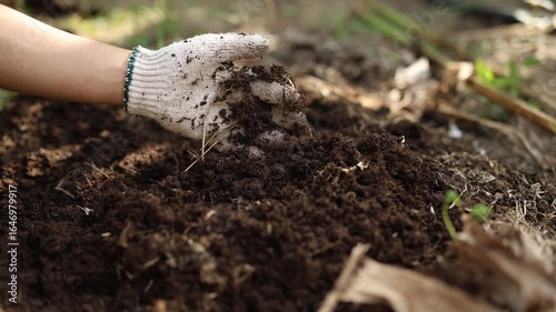 Wallpaper Mural Gloved hand testing and checking the quality of organic compost soil Torontodigital.ca