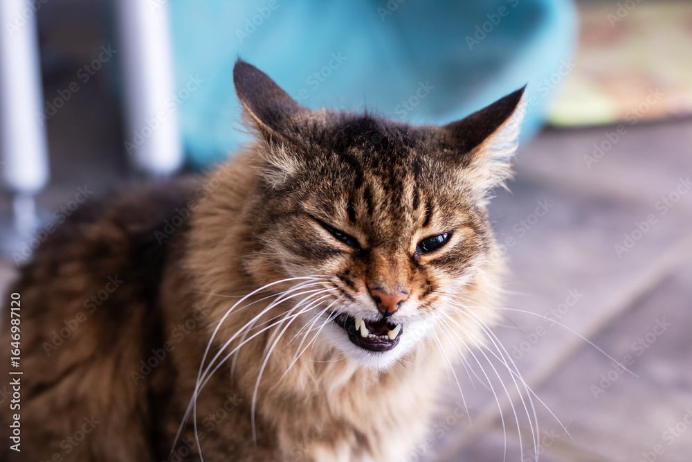 Fototapeta premium An Angry Cat Displaying a Striking and Intense Expression