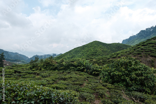 Mist over Mountain Range , Malaysia
