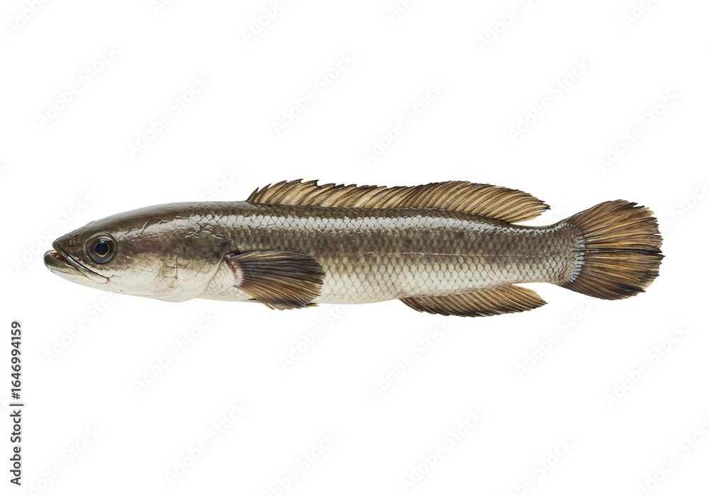 Fototapeta premium Isolated fish with brown and gray scales on a transparent background wildlife photography