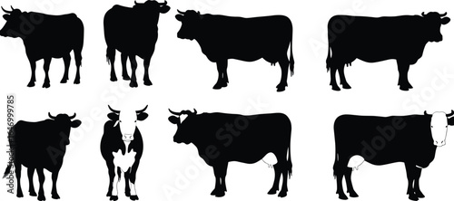 Collection of black and white cow silhouettes, showcasing various standing and looking poses for agriculture, dairy, and farm animal design projects.