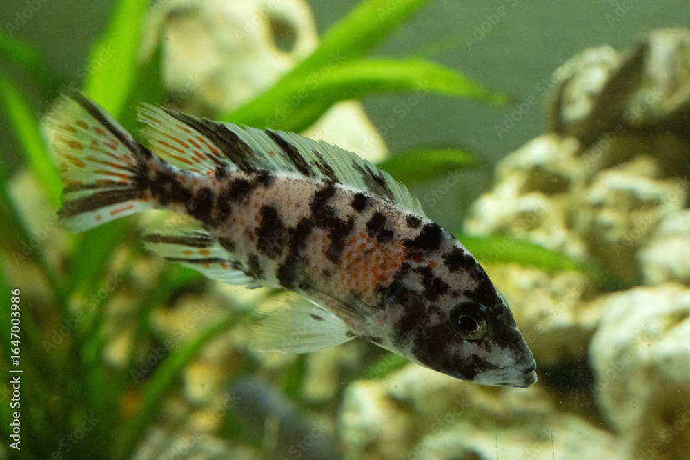 Fototapeta premium fisch goldfisch aquarium wasser
