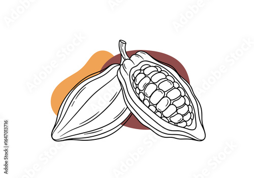 Illustrative drawing of fresh cocoa pods one cut open revealing the beans inside on a white background with abstract organic shapes