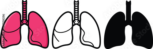 Anatomical human lungs illustration in color and line art