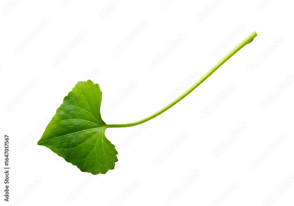Fototapeta premium Vibrant green leaf isolated on transparent background natural botanical element