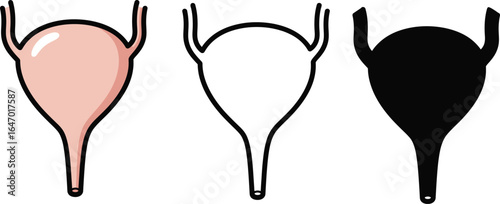 Anatomical human bladder line art and silhouette illustration