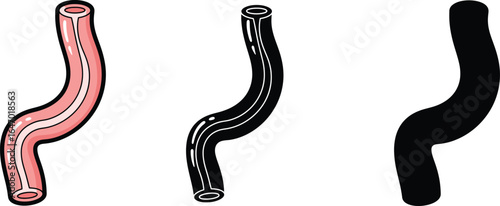 Anatomical human esophagus illustration in color and silhouette
