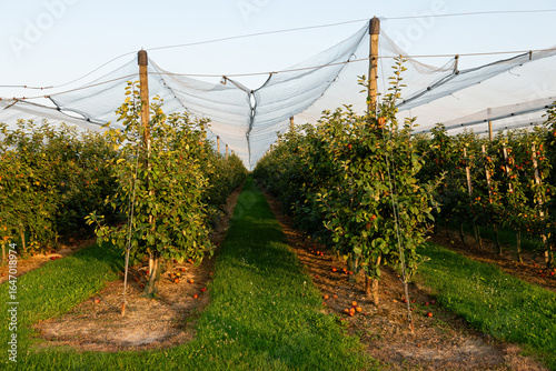 Apple orchard with protective netting during harvest season