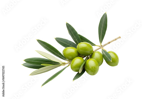 Wallpaper Mural Green olive branch studio shot isolated food ingredient against transparent and white Torontodigital.ca