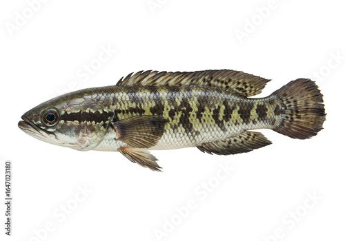 Isolated snakehead fish close up wildlife freshwater aquatic animal specimen