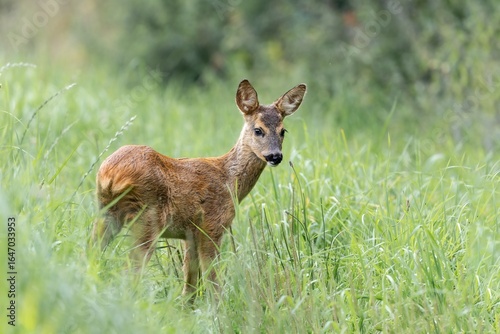 Junges Reh auf der Wiese