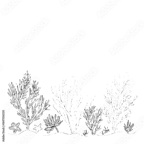 Line art illustration of various seaweed and starfish on a sandy seabed in a monochrome aesthetic style