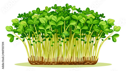 Fresh broccoli microgreens sprouts on white background, delicate stems reaching upward, tender leaves unfolding, radiating vitality, purity, and the refreshing essence of nature’s wholesome, semi-real
