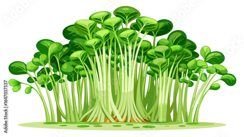 Fresh broccoli microgreens sprouts on white background, delicate stems reaching upward, tender leaves unfolding, radiating vitality, purity, and the refreshing essence of nature’s wholesome, semi-real