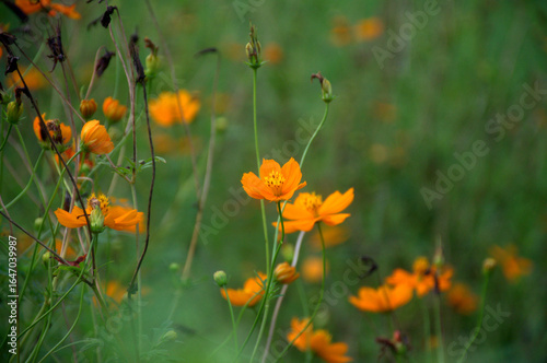 Spring blooming colorful flowers in garden. Orange calendula field in the garden. Geum coccineum borisii or dwarf orange avens red flower with green background.