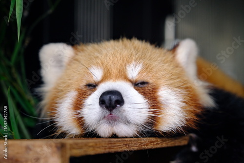 Front View of a Sleeping Red Panda with Bold Expression