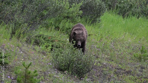 Grizzly bear in the spring in the Canadian Rockies