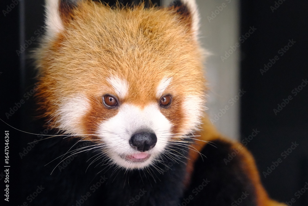Obraz premium Front View of an Agitated Red Panda