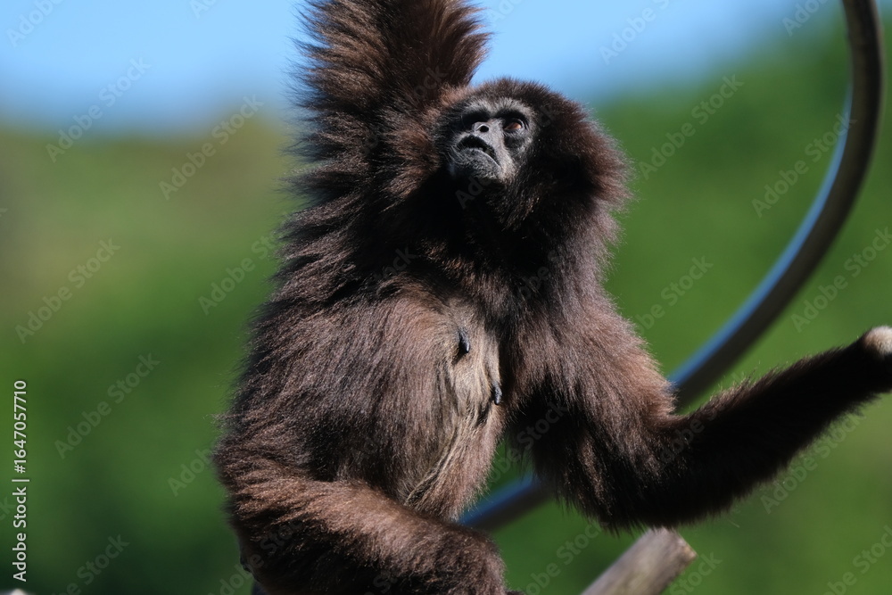 Naklejka premium Monkey Energetically Moving Around with Forest Background
