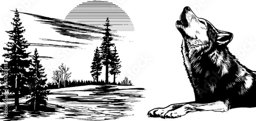 Engraved illustration of howling wolf and aurora borealis scene with trees for nature design